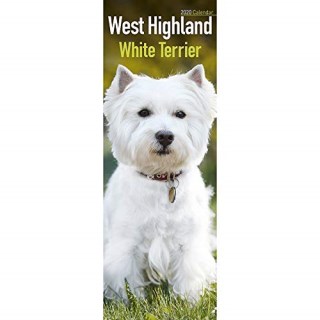 Welch Jolly Westies, West Highland White Terrier Breeder for sale Wyoming USA