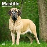 Mastiffs | 2026 12 x 24 Inch (Hanging) Monthly Square Wall Calendar | Plastic-Free | BrownTrout | Animals Dog Breeds