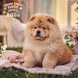 Chow Chow Puppy Calendar 2026: 12 months of dogs: from January to December 2026 | The ideal gift for both planning, organization and dogs