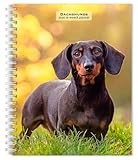 Dachshunds | 2026 6 x 7.75 Inch Spiral-Bound Wire-O Weekly Engagement Planner Calendar | New Full-Color Image Every Week | BrownTrout | Animals Dog Breeds Pets