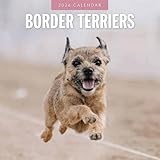 Border Terriers 2026 Square Wall Calendar