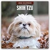 Shih Tzu 2026 Square Wall Calendar