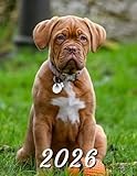 2026: Large Monthly Calendar Planner – Dogue De Bordeaux Dog