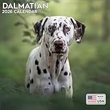 2026 Dalmatian Calendar - Dog Breed Wall Calendar - 12 x 24 Open - Thick No-Bleed Paper - 14 Month Planner Calendar Organizing & Planning