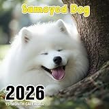Samoyed Dog 2026 Calendar: Fluffy white companions spreading winter cheer