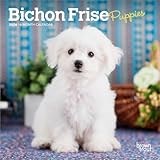 Bichon Frise Puppies | 2026 7 x 14 Inch (Hanging) Monthly Mini Wall Calendar | BrownTrout | Animals Dog Breeds Puppy