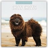 Chow Chows 2026 Square Wall Calendar