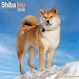 Shiba Inu calendar thumbnail