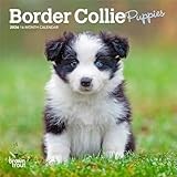 Border Collie Puppies | 2026 7 x 14 Inch (Hanging) Monthly Mini Wall Calendar | BrownTrout | Animals Dog Breeds Puppy