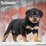 Rottweiler Puppies 2026 Calendar | Square Wall Calendar | Dog Breed Gift | Plastic Free Packaging | by Avonside Publishing