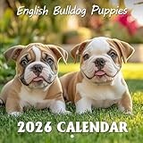 English Bulldog Puppies Calendar 2026: Sweet beginnings and lovable wrinkles marking each month