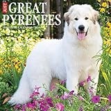 Great Pyrenees 2026 Wall Calendar