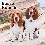 Basset Hounds | 2026 12 x 24 Inch (Hanging) Monthly Square Wall Calendar | Plastic-Free | BrownTrout | Animals Dog Breeds