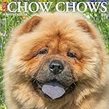 Chow Chows 2026 12 X 12 Wall Calendar
