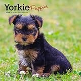 Yorkshire Terrier calendar thumbnail