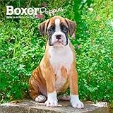 Boxer Puppies | 2026 7 x 14 Inch (Hanging) Monthly Mini Wall Calendar | BrownTrout | Animals Dog Breeds Puppy