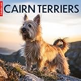 Cairn Terriers 2026 Calendar: Adorable Cairn Terriers in Stunning Photography – A Year of Loyalty, Playfulness, and Terrier Charm