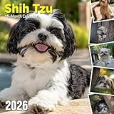 Shih Tzu 2026 Calendar: Cute portraits of the beloved toy breed with monthly planner