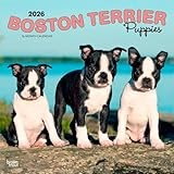 Boston Terrier Puppies | 2026 12 x 24 Inch (Hanging) Monthly Square Wall Calendar | Plastic-Free | BrownTrout | Animals Dog Breeds Puppy