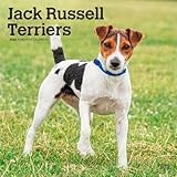 Jack Russell Terriers | 2026 12 x 24 Inch (Hanging) Monthly Square Wall Calendar | Plastic-Free | BrownTrout | Animals Dog Breeds