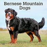 Bernese Mountain Dog calendar thumbnail