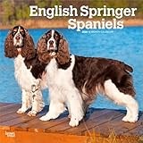 English Springer Spaniels | 2026 12 x 24 Inch (Hanging) Monthly Square Wall Calendar | Plastic-Free | BrownTrout | Animals Dog Breeds