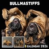 Bullmastiffs Calendar 2026: Gentle Giants with Watchful Eyes and Calm Strength