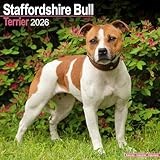Staffordshire Bull Terrier 2026 Calendar | Square Wall Calendar | Dog Breed Gift | Plastic Free Packaging | by Avonside Publishing