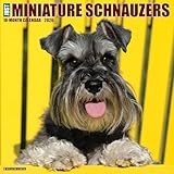 Miniature Schnauzers 2026 Wall Calendar