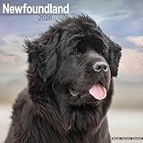 Newfoundland 2026 Calendar | Square Wall Calendar | Dog Breed Gift | Plastic Free Packaging | by Avonside Publishing