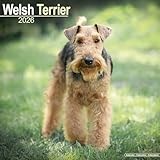 Welsh Terrier 2026 Calendar | Square Wall Calendar | Dog Breed Gift | Plastic Free Packaging | by Avonside Publishing