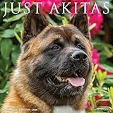 Akitas 2026 12 X 12 Wall Calendar