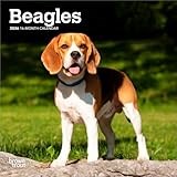 Beagles | 2026 7 x 14 Inch (Hanging) Monthly Mini Wall Calendar | BrownTrout | Animals Dog Breeds