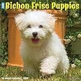 Bichon Frise Puppies 2026 12 X 12 Wall Calendar