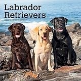 Labrador Retrievers | 2026 7 x 14 Inch (Hanging) Monthly Mini Wall Calendar | BrownTrout | Animals Dog Breeds
