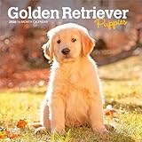 Golden Retriever Puppies | 2026 7 x 14 Inch (Hanging) Monthly Mini Wall Calendar | BrownTrout | Animals Dog Breeds Puppy