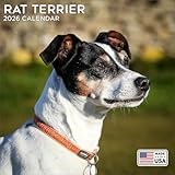 Rat Terrier calendar thumbnail