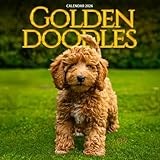 Goldendoodle Dogs 2026 Calendar: Adorable Doodles and Playful Companions