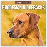 Rhodesian Ridgebacks 2026 Square Wall Calendar