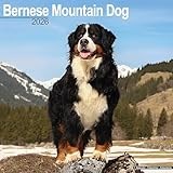 Bernese Mountain Dog 2026 Calendar | Square Wall Calendar | Dog Breed Gift | Plastic Free Packaging | by Avonside Publishing