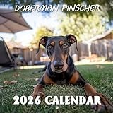 Doberman Pinscher Calendar 2026: Noble guardians showcasing strength and loyalty through months | Kalender Calendario Calendrier