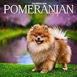 Pomeranian Dogs Calendar 2026: Adorable Photography of Fluffy & Playful Pomeranians