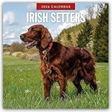 Irish Setters 2026 Square Wall Calendar