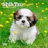 Shih Tzu Puppies | 2026 7 x 14 Inch (Hanging) Monthly Mini Wall Calendar | BrownTrout | Animal Small Dog Breed Puppy