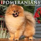 Pomeranians 2026 Wall Calendar