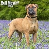 Bull Mastiff 2026 Calendar | Square Wall Calendar | Dog Breed Gift | Plastic Free Packaging | by Avonside Publishing