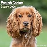 English Cocker Spaniel calendar thumbnail