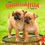 Chihuahua Puppies | 2026 12 x 24 Inch (Hanging) Monthly Square Wall Calendar | Plastic-Free | BrownTrout | Animals Small Dog Breeds