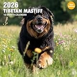 Tibetan Mastiff 2026 Calendar: Majestic mountain dogs in serene snowy scenes