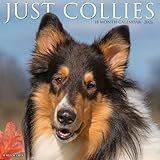 Collies 2026 Wall Calendar